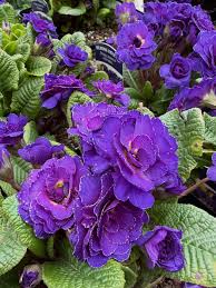 Light Blue Primula Autumn Flower Seeds for Planting Perfect for Borders Heirloom & GMO Free Seeds for Home Garden
 
 Sale