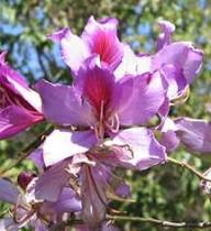Light Pink Bauhinia Flower Seeds for Planting Garden Favorite Heirloom & GMO Free Seeds for Home Garden
 
 Sale