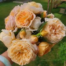 Cream Climbing Rose Flower seeds for Planting - Compact Growth, Heirloom & GMO Free Seeds for Home Garden