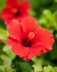 Red Hibiscus Flower Seeds for Planting Cottage Garden Essential Heirloom & GMO Free Seeds for Home Garden
 
 Sale