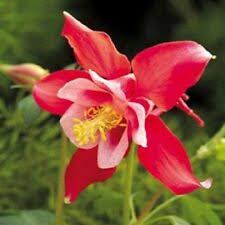 Orange White Aquilegia Flower Seeds for Planting Pollinator Friendly Heirloom & GMO Free Seeds for Home Garden
 
 Sale