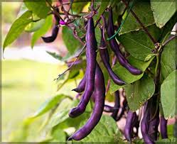 Burgundy Bean Seeds for Vegetable Planting