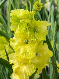 Gladiolus Dark Green Flower seeds for Planting - Vibrant Colors, Heirloom & GMO Free Seeds for Home Garden