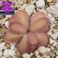 Mexican Butterwort Flower Seeds for Planting  Brighten Your Garden