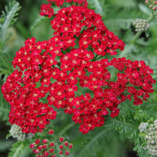 Red Achillea Flower seeds for Planting - Colorful Display, Heirloom & GMO Free Seeds for Home Garden