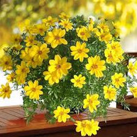 Bidens Flower seeds for Planting Low Maintenance Heirloom & GMO Free Seeds for Home Garden