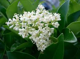 Ligustrum Flower seeds for Planting - Easy to Grow, Heirloom & GMO Free Seeds for Home Garden