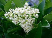 Ligustrum Flower seeds for Planting - Easy to Grow, Heirloom & GMO Free Seeds for Home Garden