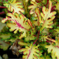 Yellow Dragon Coleus Seeds for Planting – Wildflower Mix Heirloom & NonGMO Seeds for Home Garden
 
 Sale