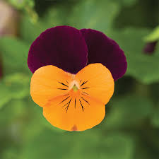 Halloween Mix Pansy Seeds for Planting flower bed