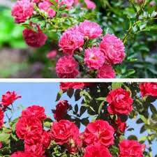 Red Pink Climbing Rose Flower seeds for Planting - Bright Blooms, Heirloom & GMO Free Seeds for Home Garden
 
 Sale