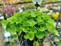 Dichondra Flower seeds for Planting - Cottage Garden Essential, Heirloom & GMO Free Seeds for Home Garden