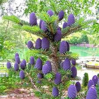 Purple Abies Koreana Flower seeds for Planting - Sun Loving, Heirloom & GMO Free Seeds for Home Garden