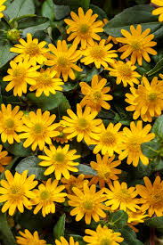 Yellow Creeping Zinnia Flower seeds for Planting Long Bloom Season Heirloom & GMO Free Seeds for Home Garden