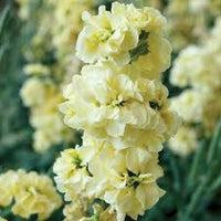 Yellow Matthiola Incana Flower Seeds for Planting Drought Tolerant Heirloom & GMO Free Seeds for Home Garden
 
 Sale
