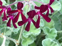 Pelargonium Sidoides Flower Planting Seeds  Ideal for Stunning Gardens