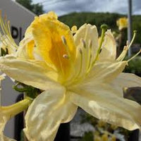 Light Yellow Azalea Flower seeds for Planting Easy to Grow Heirloom & GMO Free Seeds for Home Garden
