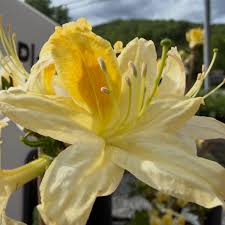 Light Yellow Azalea Flower seeds for Planting Easy to Grow Heirloom & GMO Free Seeds for Home Garden