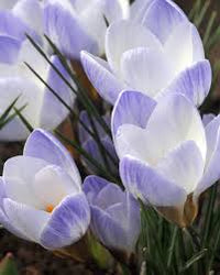 Blue White Crocus Flower seeds for Planting Colorful Display Heirloom & GMO Free Seeds for Home Garden