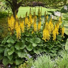 Ligularia Flower seeds for Planting - Wildflower Mix, Heirloom & GMO Free Seeds for Home Garden