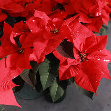 Euphorbia Pulcherrima Flower seeds for Planting - Cut Flower Favorite, Heirloom & GMO Free Seeds for Home Garden
