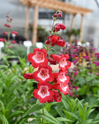 Hartwegi Flower seeds for Planting Colorful Display Heirloom & GMO Free Seeds for Home Garden 
 
 Sale