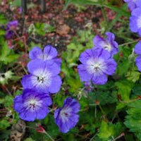 Navy Blue Geranium Flower Seeds for Planting Long Bloom Season Heirloom & GMO Free Seeds for Home Garden
 
 Sale