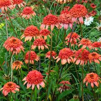 Echinacea Secret Lust Flower seeds for Planting Colorful Display Heirloom & GMO Free Seeds for Home Garden