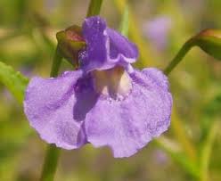 Mimulus Purple Monkey Flower Seeds for Colorful Shade Gardens