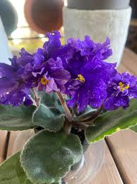 Mini African Violet Seeds for Indoor & Outdoor Planting - Easy to Grow