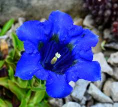 Purple Blue Gentian Flower Seeds – Vibrant Colors Heirloom & NonGMO Seeds for Home Garden
 
 Sale
