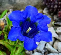 Purple Blue Gentian Flower Seeds – Vibrant Colors Heirloom & NonGMO Seeds for Home Garden
 
 Sale