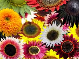 Red Mix Sunflower Perennial Flower Seeds for Planting Compact Growth Heirloom & GMO Free Seeds for Home Garden
 
 Sale