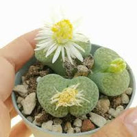 Lithops Succulent Flower seeds for Planting - Sun Loving, Heirloom & GMO Free Seeds for Home Garden