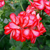 Maroon Red Pelargonium Peltatum Flower Seeds for Planting Premium Quality Heirloom & GMO Free Seeds for Home Garden
 
 Sale