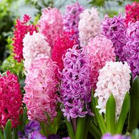 Hyacinthus Orientalis Flower seeds for Planting - Long Bloom Season, Heirloom & GMO Free Seeds for Home Garden