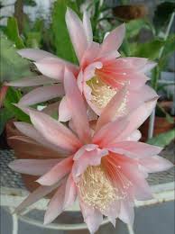 Yellow Epiphyllum Flower Planting Seeds
