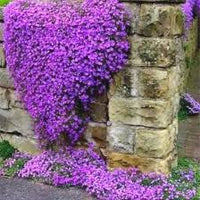 Violet Aubrieta Cultorum Flower Seeds for Planting Bright Blooms Heirloom & GMO Free Seeds for Home Garden
 
 Sale