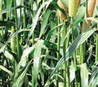 Cream Forage Crop Seeds Planting Guide: Essential Tips for Successful Planting