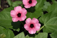 Light Pink Thunbergia Flower Seeds for Planting Seasonal Bloomer Heirloom & GMO Free Seeds for Home Garden
 
 Sale
