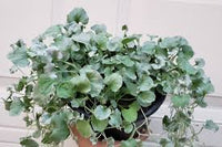 Silver Dichondra Flower seeds for Planting - Fragrant Blossoms, Heirloom & GMO Free Seeds for Home Garden