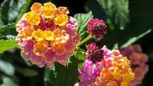 Wandelrose Flower seeds for Planting - Easy to Grow, Heirloom & GMO Free Seeds for Home Garden