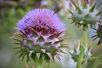 Blue Cardoon Flower Seeds for Easy Planting
