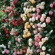 Mixed Climbing Rose Seeds Flower seeds for Planting Cottage Garden Essential Heirloom & GMO Free Seeds for Home Garden