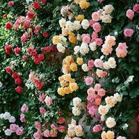 Mixed Climbing Rose Seeds Flower seeds for Planting Cottage Garden Essential Heirloom & GMO Free Seeds for Home Garden