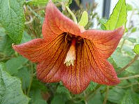 Canarina Flower seeds for Planting - Wildflower Mix, Heirloom & GMO Free Seeds for Home Garden