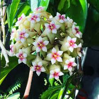 Lime Green Hoya Flower Seeds for Planting Pollinator Friendly Heirloom & GMO Free Seeds for Home Garden
 
 Sale