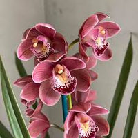 Samen Orchidee Flower Seeds for Planting