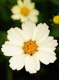 White Coreopsis Flower Seeds Planting