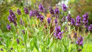 Provence Lavender Flower seeds for Planting - Easy to Grow, Heirloom & GMO Free Seeds for Home Garden